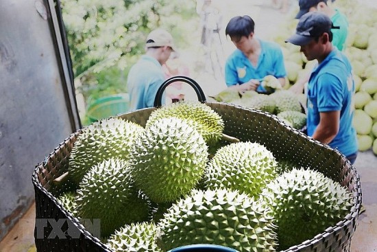 sau rieng dot pha xuat khau