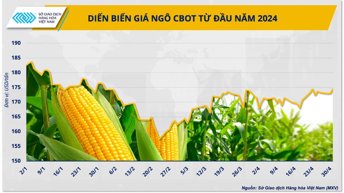 Năng suất ngô của Argentina giảm, “cú huých” cho giá thức ăn chăn nuôi?