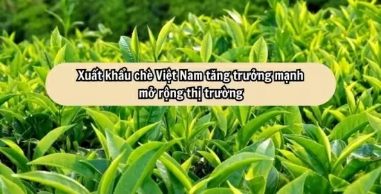 Infographic | Xuất khẩu chè Việt Nam tăng trưởng mạnh, mở rộng thị trường