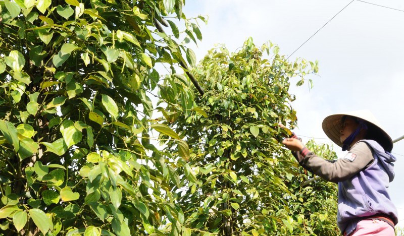 giá tiêu trong nước