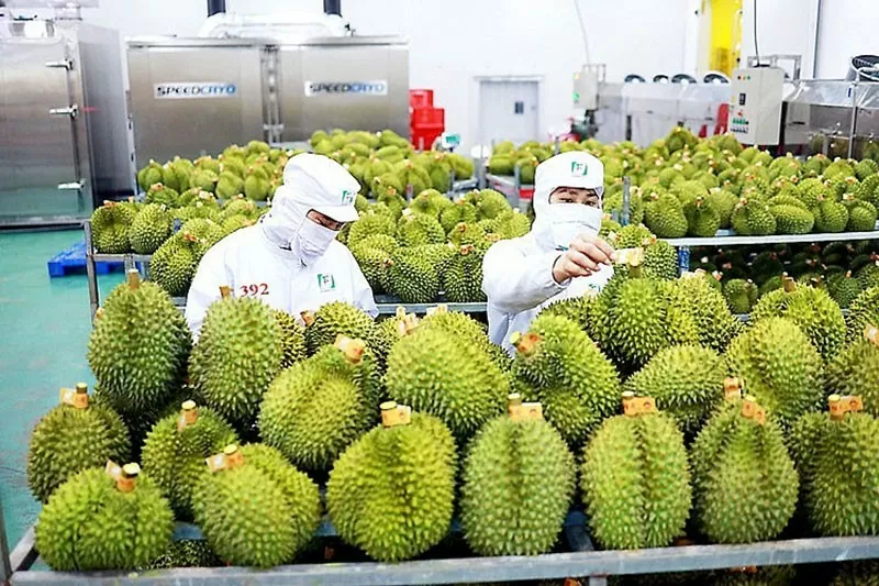 Xuất khẩu sầu riêng trong tháng 9 có thể vượt 500 triệu USD