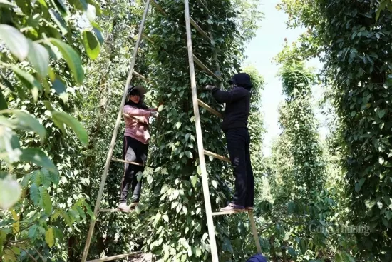 Hồ tiêu Việt bứt phá tại thị trường Hoa Kỳ