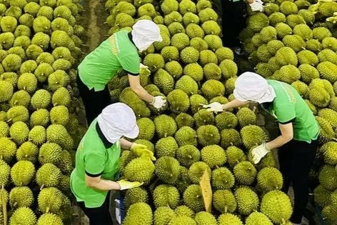 Thủ tướng giao Bộ Công Thương mở rộng thị trường, phát triển thương hiệu sầu riêng
