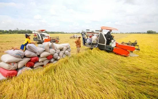 Nguy cơ khủng hoảng lúa gạo ở Đông Nam Á