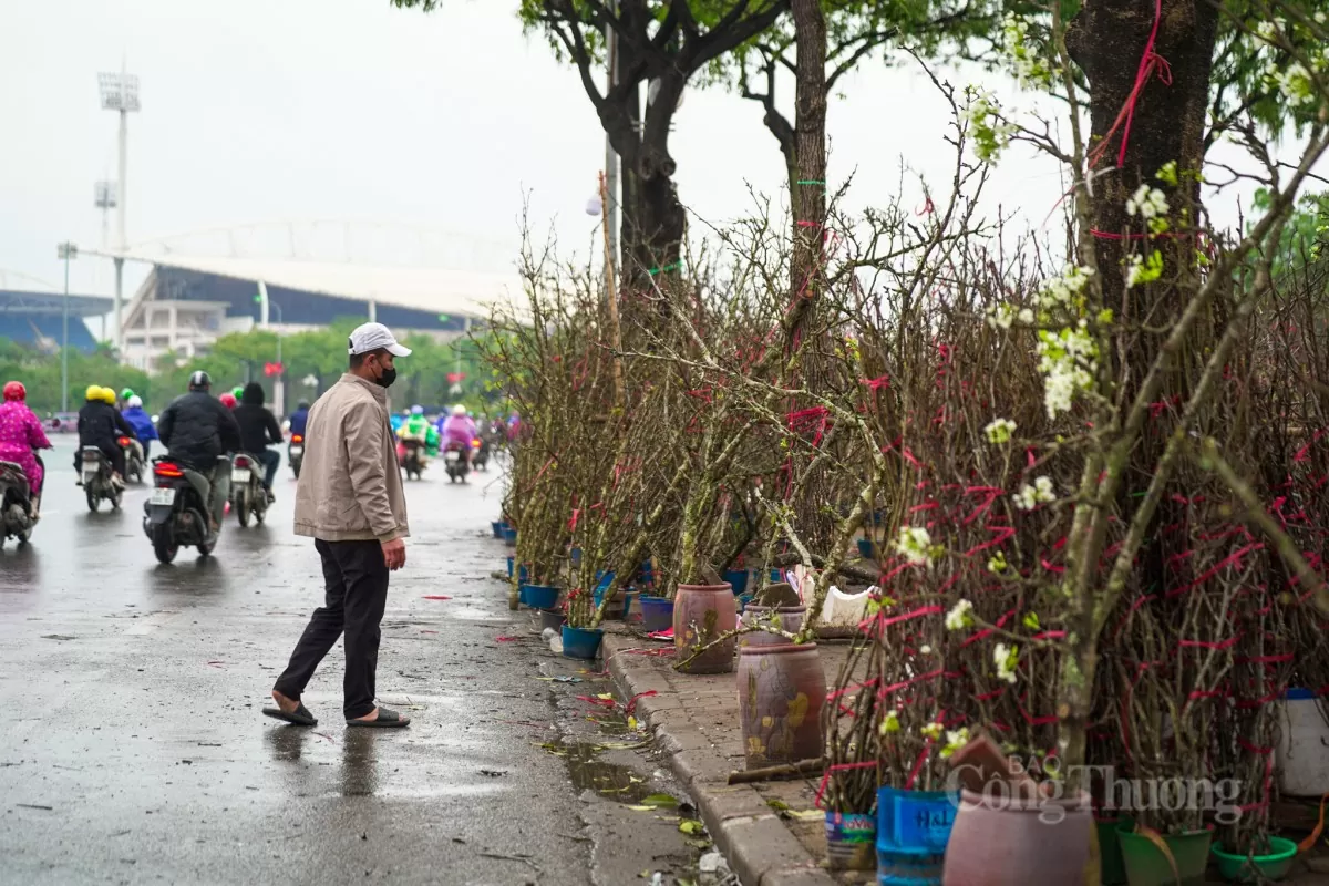 Hoa lê rừng xuống phố Hà Nội: Giá ngất ngưởng 4 triệu đồng/cành