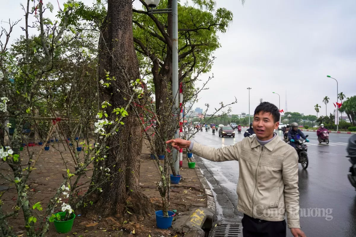 Hoa lê rừng xuống phố Hà Nội: Giá ngất ngưởng 4 triệu đồng/cành