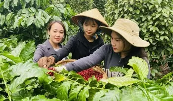 Dự báo giá cà phê ngày mai 3/3/2025