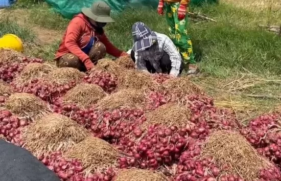 Ấn Độ bỏ thuế hành tây: Thế giới sẽ đổi vị?