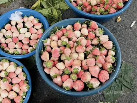 'Sốt xình xịch' dâu tây Bạch Tuyết giá rẻ trên 'chợ mạng'
