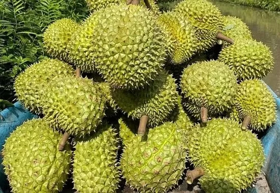Sầu riêng Việt thêm đối thủ cạnh tranh tại thị trường tỷ dân
