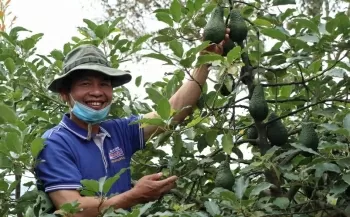 Quảng bá bơ Lâm Đồng trên chuyến bay Việt Nam - Hàn Quốc