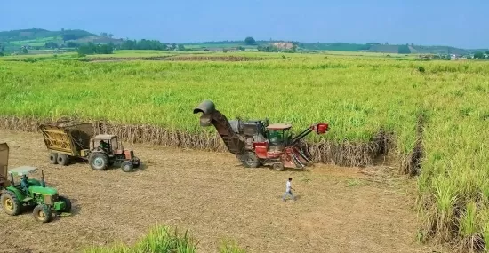 Bà con nông dân Gia Lai đổi đời nhờ cây mía