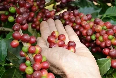 Giá hợp đồng tương lai robusta ICE toàn cầu hiện giao dịch ở mức khoảng 5.390 USD/tấn. Ảnh minh họa