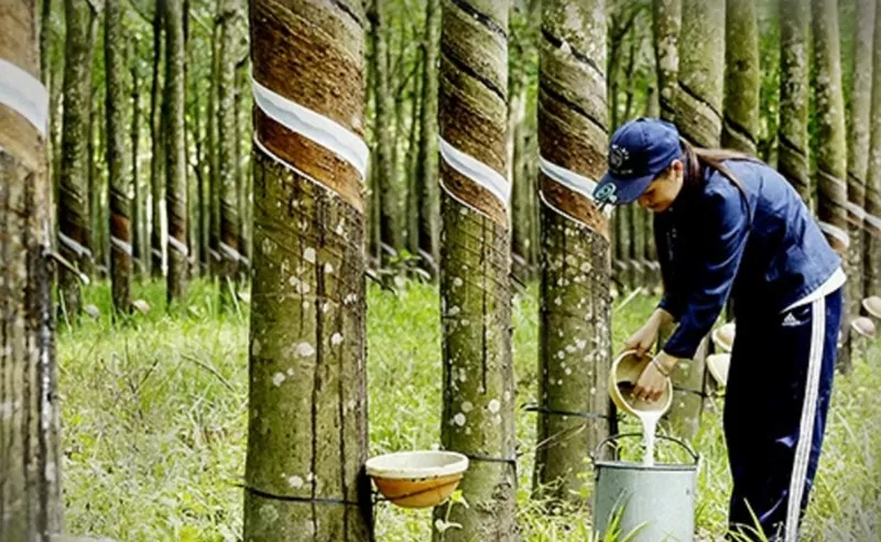 Giá cao su quý I/2025 tăng, thị trường chờ đợi điều gì?