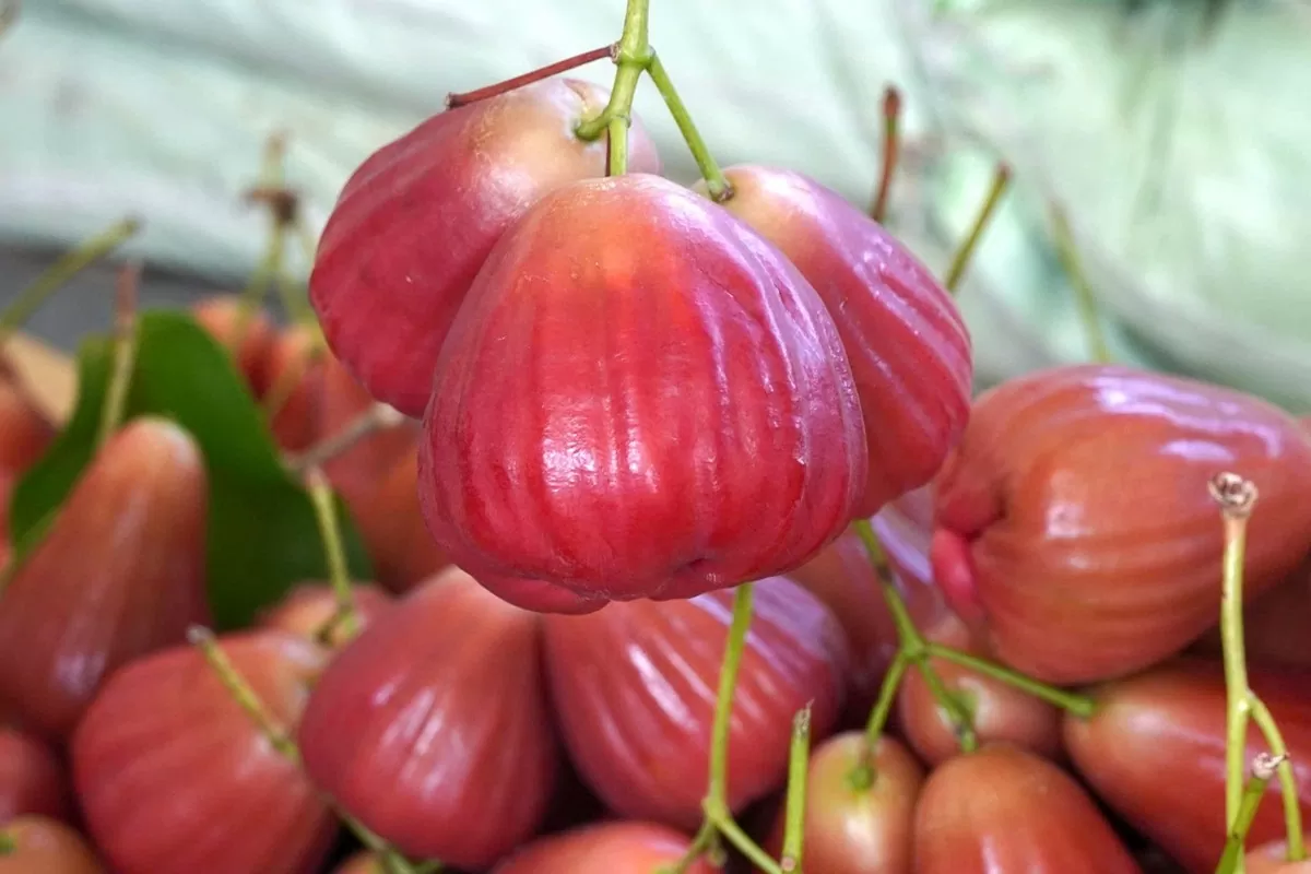 Nhiều nông dân Sóc Trăng