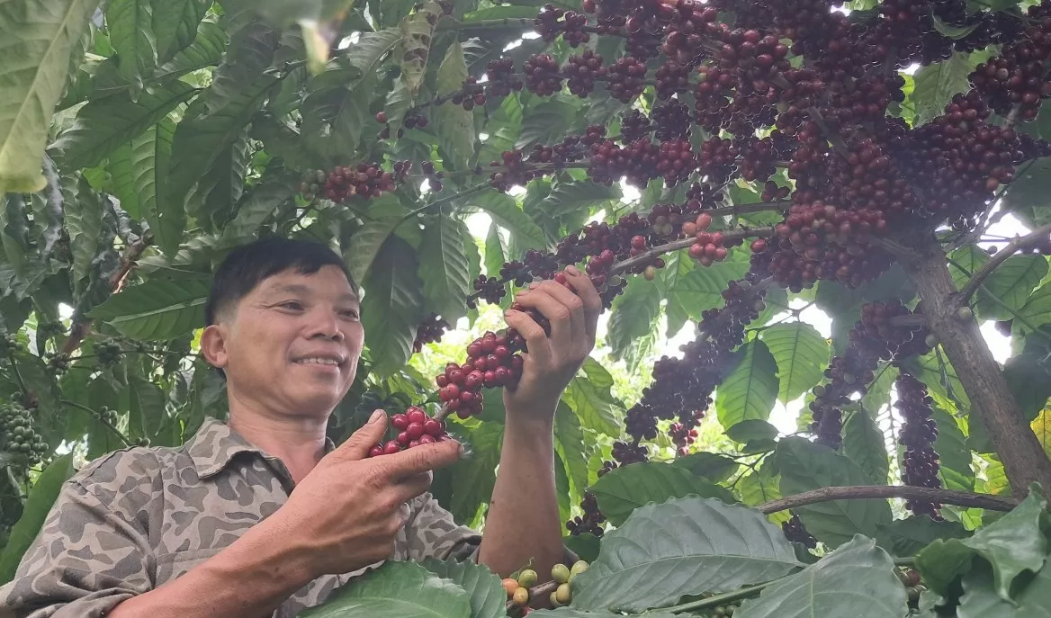 Đắk Nông: Định hình sản phẩm cà phê