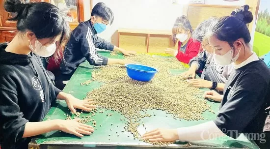 Giá cà phê hôm nay 26/5/2025, trong nước cao nhất 122.500 đồng/kg