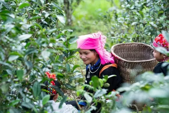 Ngành Công Thương góp phần giải bài toán đầu ra cho nông sản vùng cao