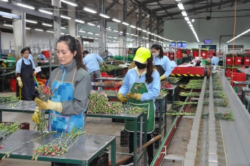 Các chợ đầu mối TP. Hồ Chí Minh hỗ trợ tiêu thụ hoa tươi từ Lâm Đồng